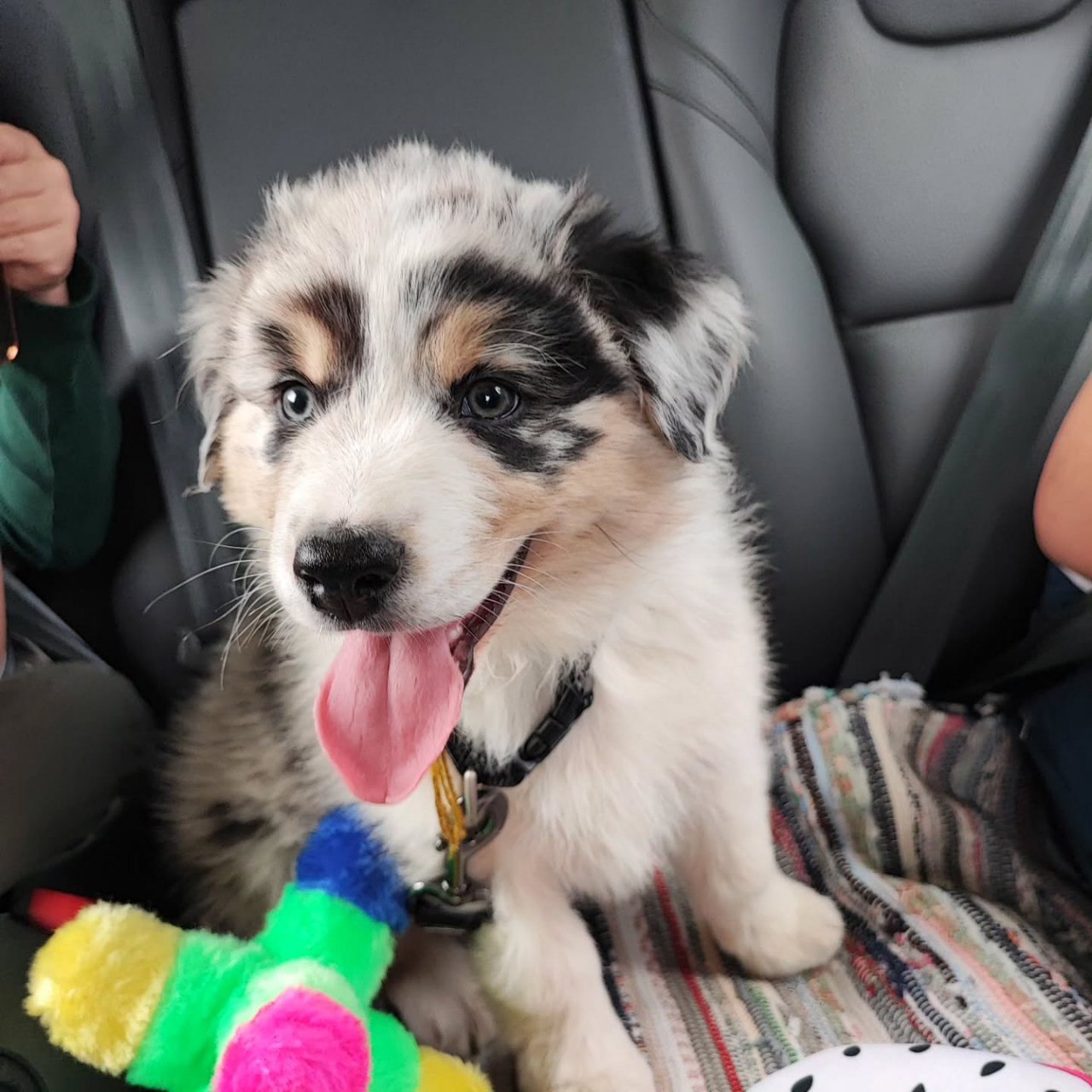Reserved - Australian Shepherd Puppy